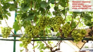 Виноград Хелена одно из лучших творений летнего сезона, мускат, сладость ягоды делает его необходиым