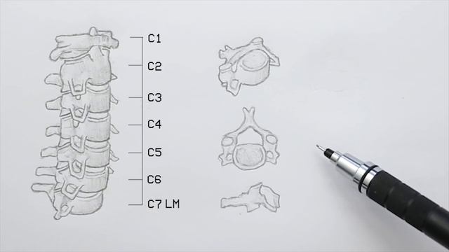 Drawing The SPINE - Anatomy, Structure & Movement - Anatomy 2 смотреть онлайн