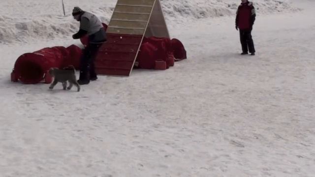 Соревнования по аджилити 23.03.13 г., СПб, Невская v09 смотреть онлайн
