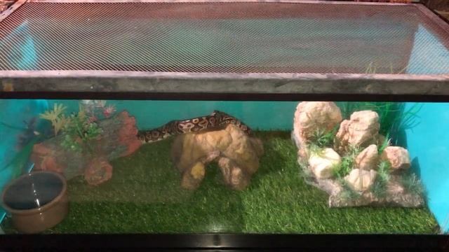 Ball Python 20 Gallon Tank Setup смотреть онлайн