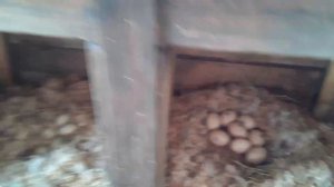 Разделили Яйца по Гнездам  - Результат. Сколько хранятся яйца Индоуток. Бассейн для Уток.