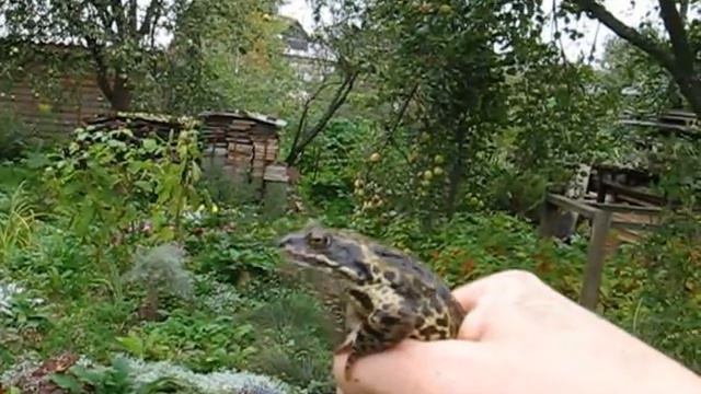 Осенняя песня лягушки смотреть онлайн