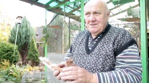 Белорусский чубатый желтый ленточный и четный турман.