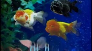 Какие породы золотых рыбок (Carassius auratus) пригодны для содержания в аквариумах и прудах ?