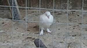 почему сохнут голубята. одна из причин.