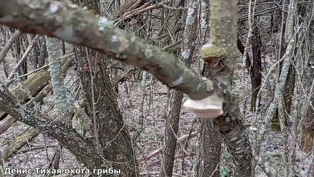 За весенними грибами в посадки акаций | Грибы 2023 смотреть онлайн