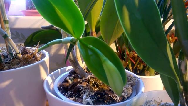 Как добиться цветения орхидеи Каттлея ! смотреть онлайн