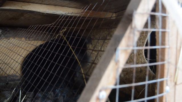 Кролик породы рекс утепляет маточник после окрола. Осмотр гнезда в первый день. смотреть онлайн