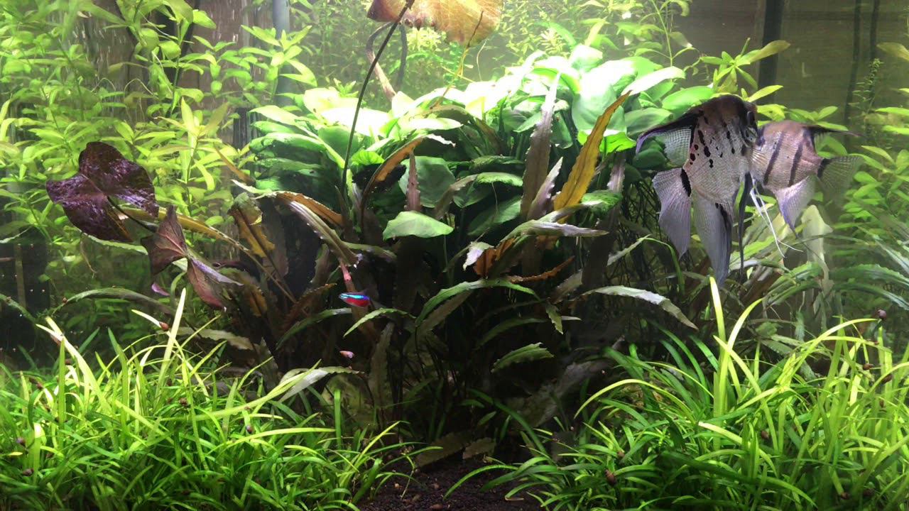 Пресноводное оформление со скаляриями смотреть онлайн