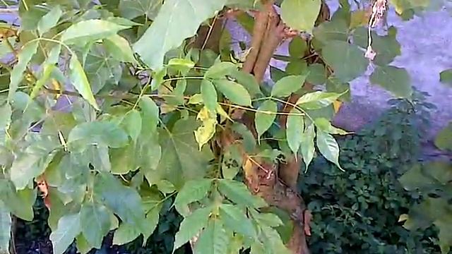 RICINUS COMMUNIS VS CHIA SEEDS BENEFITS1 смотреть онлайн