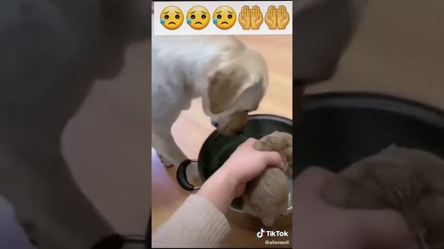 Как собака не хочет чтоб сварили щенков.советую смотреть очень жалкое видео смотреть онлайн