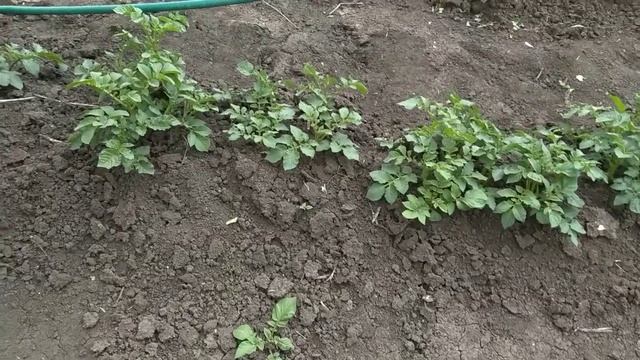 Подготовка картофеля к второй подкормке| Чем подкормить картофель| Важная подкормка картофеля смотреть онлайн