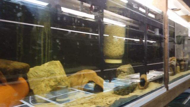 T5 LED Lightits Upgrade To My Fishroom смотреть онлайн