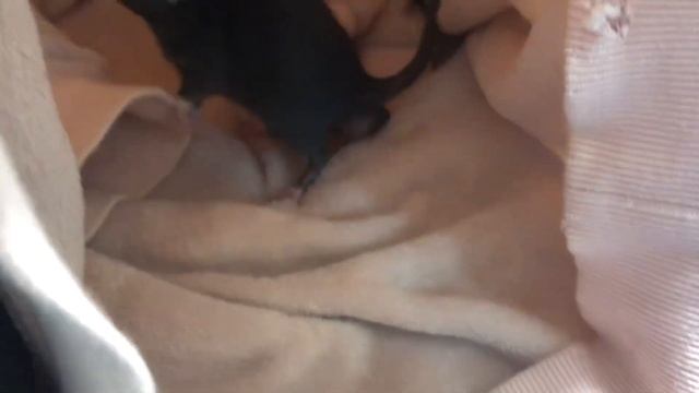 Что можно, что нельзя давать крысам смотреть онлайн