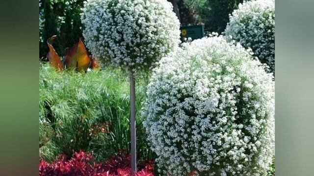 Алисум вегетативный snow Princess смотреть онлайн