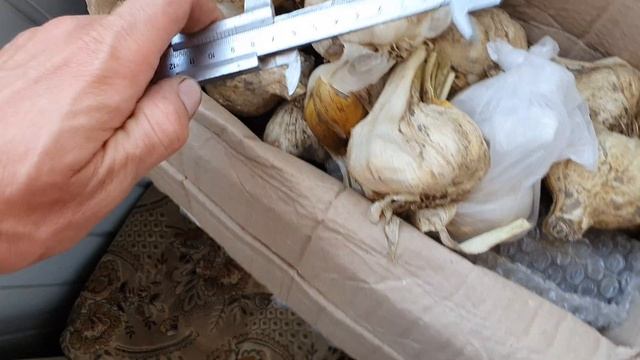 ЧЕСНОК РОКАМБОЛЬ КИПРСКИЙ ГИГАНТ СЛОНОВЫЙ ЧЕСНОК смотреть онлайн