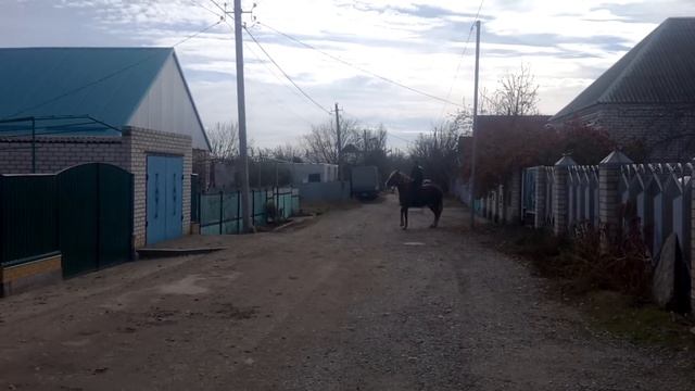 Цыганский лошади 2016 смотреть онлайн