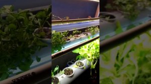 аквапоника в системе узв , с клариевым сомом