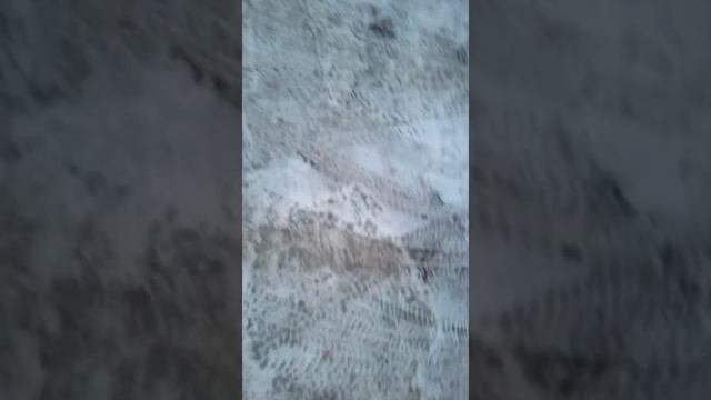#СОБАКА Я гуляю с собакой🐩 ставь лайк если тоже любишь собак!!! а какое животное ты любишь? смотреть онлайн