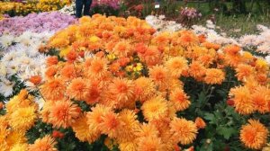 Хризантемы в саду - все тонкости ухода за ними!!