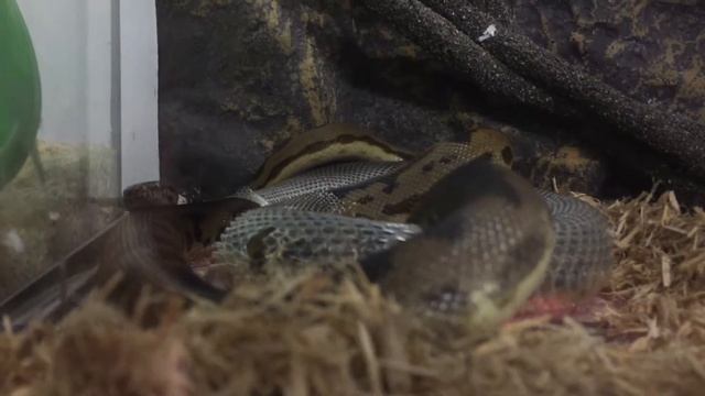 python snake bite смотреть онлайн