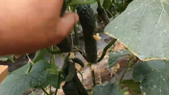 Овощи Растут. Огурец Северин F1 на прививке, весенний оборот. смотреть онлайн