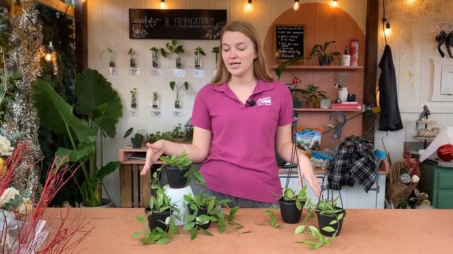 Hoya Gracilis (Hoya Memoria) - Houseplant Of The Week