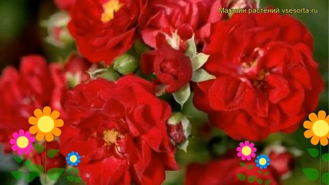 Роза полиантовая Ред Фэйри. Краткий обзор, описание характеристик, где купить саженцы Red Fairy смотреть онлайн