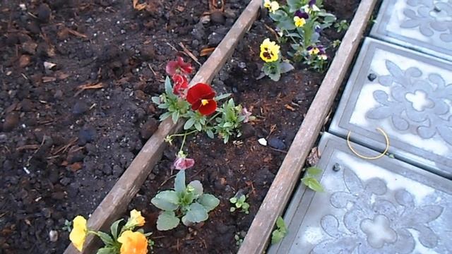 Цветы.Виола. Или Анютины глазки.Виола которая зацветает в первый год. смотреть онлайн