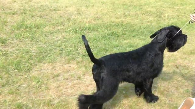 День ризена - 2014: Grand Gabriel Cherutti смотреть онлайн