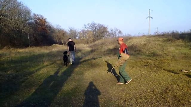 кане корсо Данте . тренинг по защите 26,10,19 смотреть онлайн