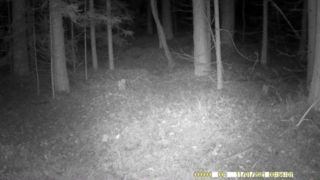 Ночь,лес!!! Жуткий зверь! Кадры с фотоловушки (2021) смотреть онлайн