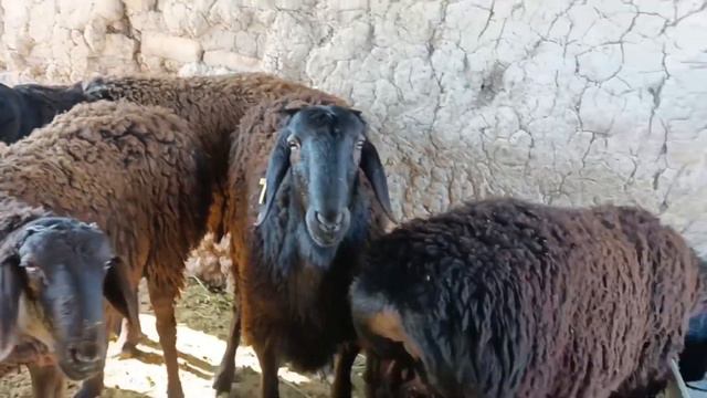 Козу кочкорлор сатылат линия Осор ажы коросунан баалары 65тен сурап адрес жалалабад барпы 077637719 смотреть онлайн