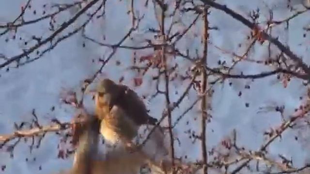 Дрозды ( зимнее лакомство) Thrushes. (winter delicacy) смотреть онлайн