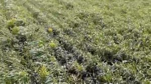 начало кущения ячменя