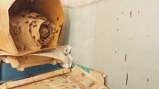 My Pet Hornets ! Keeping Hornets As Pets ! 2018