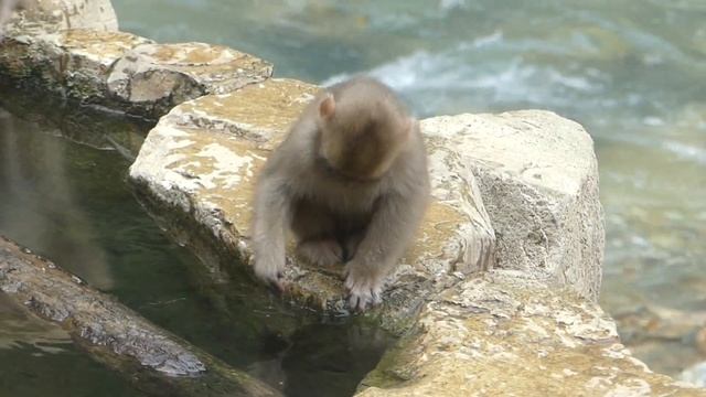 Jigokudani Monkey Park - Digest смотреть онлайн