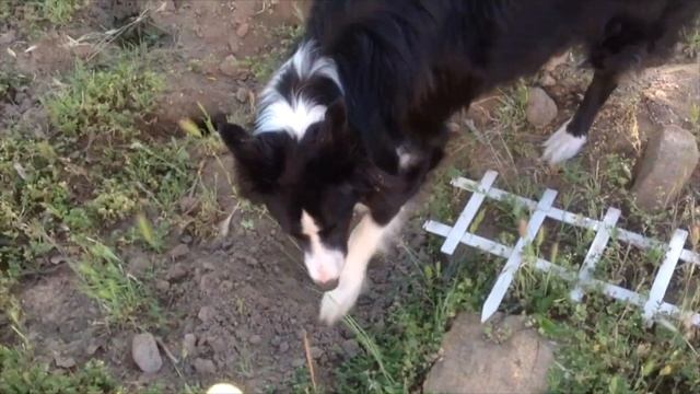 Piggy Pests in the West! | Angry Birds Plush LOST LEVEL смотреть онлайн