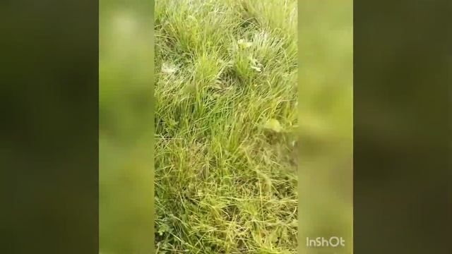 Мотокоса Stihl Fs -38 (Штиль 38) обзор