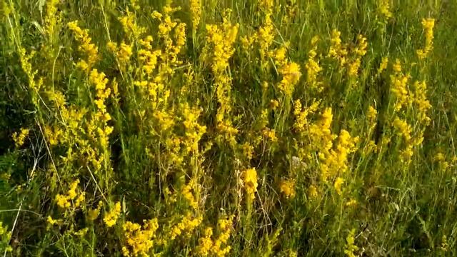 27. ПОДМАРЕННИК для чая, в купальские дни смотреть онлайн