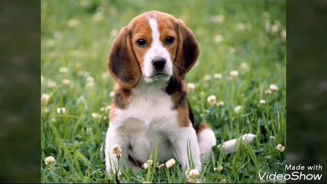 Какая ты собачка по знаку зодиака смотреть онлайн