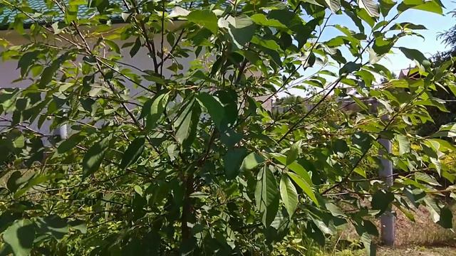 Его Трясло А Все Смеялись/ Еле Дождалась смотреть онлайн