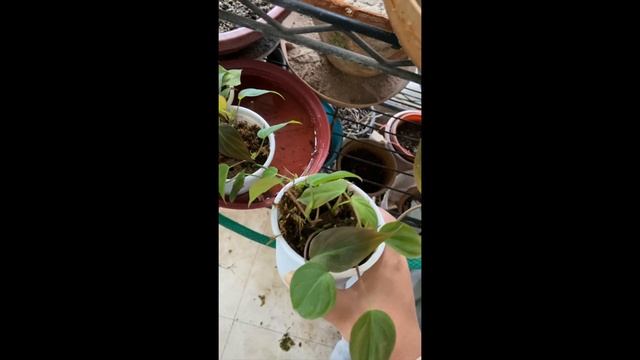 Propagation results using grow cubes | Part 2 смотреть онлайн