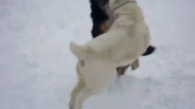 Зененхунд и Алабайка...жесть:) смотреть онлайн