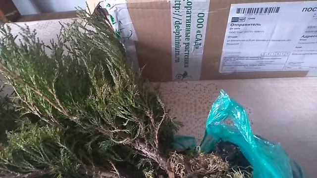 Гортензия из Поиска с открытой корневой системой. смотреть онлайн