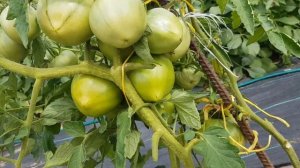 Сорт томата "Девичье сердце" = ТОМАТНЫЙ КАЛЕЙДОСКОП сезон 2021