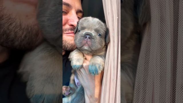 Французский бульдог флаффи. Лилово-подпалый #французскийбульдог #fluffy #флаффи #frenchbulldog смотреть онлайн