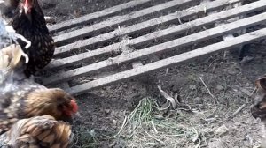 ?ОРПИНГТОН ЧЁРНЫЙ ОКАЙМЛЕННЫЙ ЗОЛОТО ?