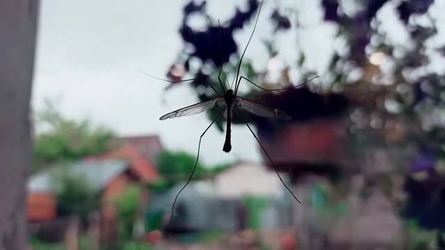 Долгоножка комар дома. смотреть онлайн