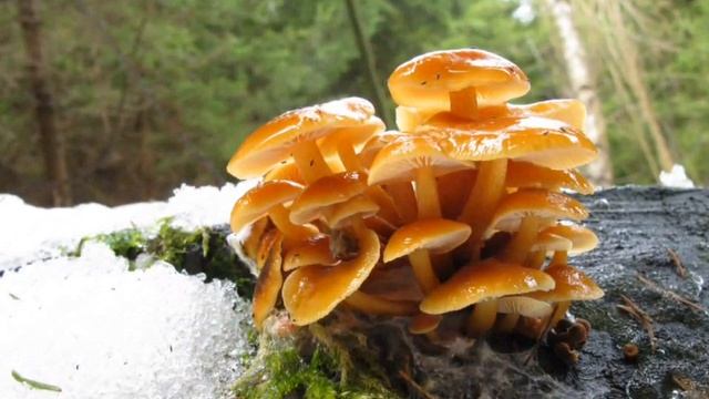 Penízovka sametonohá Flammulina velutipes var velutipes смотреть онлайн